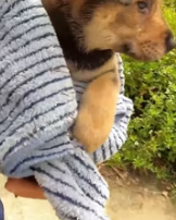 T1911023 Rescue puppy #rescue #animalsoftiktok #rescueanimals #fyp #dogsoftiktok part2