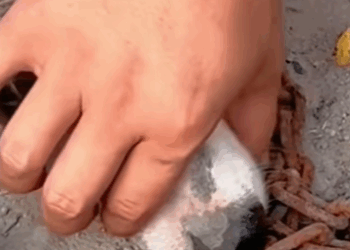 T1111015 poor dog was forgotten part2