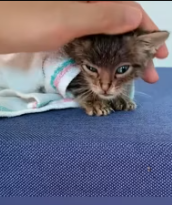 T1911021 Rescue kitten #rescue #animalsoftiktok #rescueanimals #fyp #cat part2
