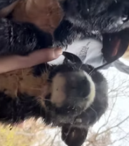 T1911022 Rescuing puppies have lost their mother #rescue #animalsoftiktok part2