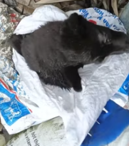 T1911024 kind girl adopted flock dog #rescue #animalsoftiktok #rescue part2