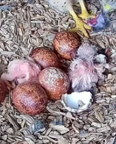 T1911026 man help mother bird raise her babies #animalsoftiktok #rescue part2