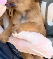 T1911027 Rescue puppy #animalsoftiktok #rescue #rescueanimals #fyp #dogsoftiktok part2