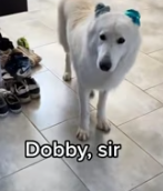 T1911028 Rescue dog #animalsoftiktok #rescue #rescueanimals #fyp #dogsoftiktok part2