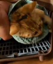 T1911031 Rescue baby cat #animalsoftiktok #rescueanimals #rescue #fyp #cats part2