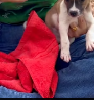 T1911029 Rescue puppy #animalsoftiktok #rescue #rescueanimals #fyp #dogsoftiktok part2