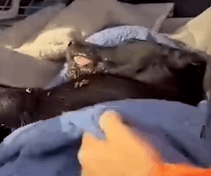 T0411043 Someone threw the dog in the trash but wonderful things happened part2