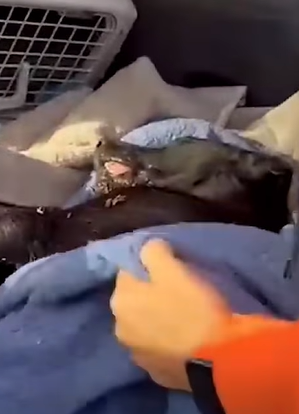 T0411043 Someone threw the dog in the trash but wonderful things happened part2