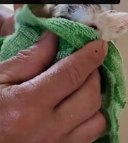 T1911032 Rescue kittens #animalsoftiktok #rescue #rescueanimals #fyp #catsoftiktok part2