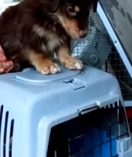 T1911034 girl met two dogs under bridge adopted them #animalsoftiktok part2