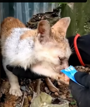 T1911035 Rescue cat #animalsoftiktok #rescueanimals #rescue #fyp #catsoftik part2