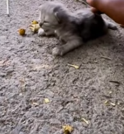 T1911033 Rescue family cat on road #animalsoftiktok #rescueanimals part2