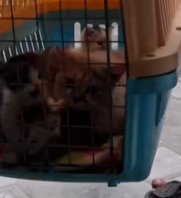 T1911036 Rescue family cat #animalsoftiktok #rescueanimals #rescue #fyp #cat part2