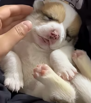 T1911037 Rescued puppy was cruelly thrown away #animalsoftiktok #rescue part2