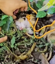 T1911039 Rescue family cat #animalsoftiktok #rescueanimals #rescue #fyp part2