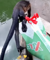 T1911040 Thank you silent heroes, Rescue monkey #animalsoftiktok #rescueanimal part2