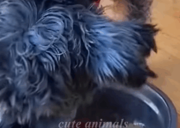 T0411008 girl rescues stray dog stuck in trash can and the ending part2