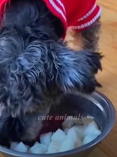 T0411008 girl rescues stray dog stuck in trash can and the ending part2