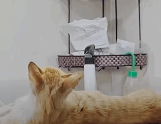 T0411037 Rescue stranded cat animalsoftiktok rescueanimals rescue fyp part2