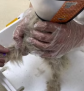 T2611036 rescued stray puppy! #rescue #animals #fyp #puppy #dog_part2