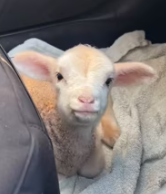 T2611035 rescued trapped little goat! #rescue #animals #fyp #goat #sheep_part2