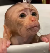 T2611033 Rescued monkey its head stuck in coconut Then it became family part2