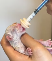 T2611034 revived kitten born without pulse! #rescue #animals #fyp #kitty part2