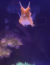 T2611031 While was tide pooling,I found strangely looking fish!#rescue_part2