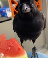 T2611030 fed crow,then happened #rescue #animals #fyp #crow part2