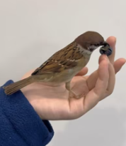 T2611029 rescued little sparrow got soaked by rain! #rescue part2