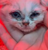 T2611025 Rescued injured kitten now it my clingy baby! #rescue #animal part2