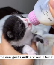 T2611027 rescued an abandoned kitten,and it grew up to bring me such an amazing_part2