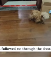 T2611026 today,It is no longer homeless!#rescue #animals #fyp #puppy #dog_part2