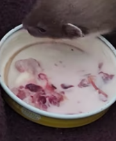 T2611023 My dog found stray least weasel in backyard.#rescue #animals part2