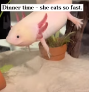 T2611022 found cute axolotl in an abandoned fish pond!#rescue #animals _part2