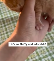 T2611024 can believe raised tiny newborn!#rescue #animals #fyp part2