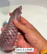 T2611020 dwoman found baby pangolin its eyes still closed. #rescue part2