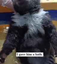 T2611018 found lost baby bear while hiking #rescue #animals #fyp #bear part2