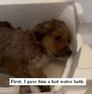 T2611017 Saving life in snowstorm #rescue #animals #fyp #puppy #dog_part2