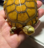 T2611016 revived fossilized turtle! #rescue #animals #fyp #turtle#animal_part2