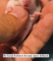 T2611013 found hairless little animal.Never expected it to be so cute when…_part2
