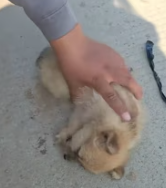 T2611015 life saved cold,hope it grows up healthy!#rescue #animals_part2