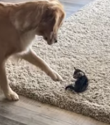 T2611014 rescued stray kitten then #rescue #animals #fyp #puppy #kitten part2