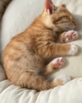 T2611028 Successfully rescued trapped kitten,and ending is so heartwarming_part2