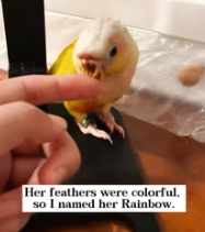 T2611011 rescued parrot no beak named her #rescue #animals #fyp_part2