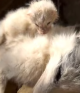 T2611010 little fox lost her mother.I decided to adopt her!#rescue #animals_part2