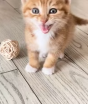 T2611012 heartwarming friendship! #rescue #animals #fyp #kitten #bird_part2