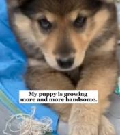 T2611005 adopted an abandoned dog never expected him to turn out part2