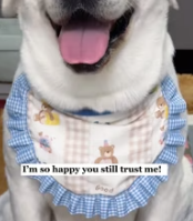 T2611003 rescued dog wired shut mouth.#rescue #animals #fyp #dog part2