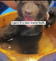 T2611002 rescued little bear frozen in snow!#rescue #animals #fyp part2